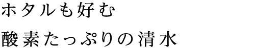 ホタルも好む 酸素たっぷりの清水